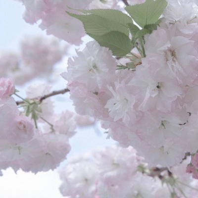 Furry黑白线稿绘画教程福瑞交流群